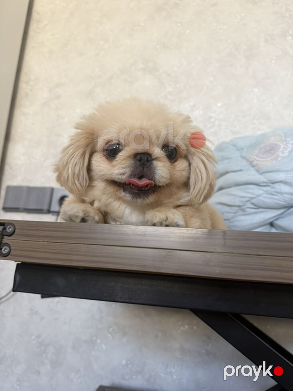 Pekines, 6 ay, Erkək, Peyvəndli, Ünvandan götürmə — Köpəklər, Digah (5)