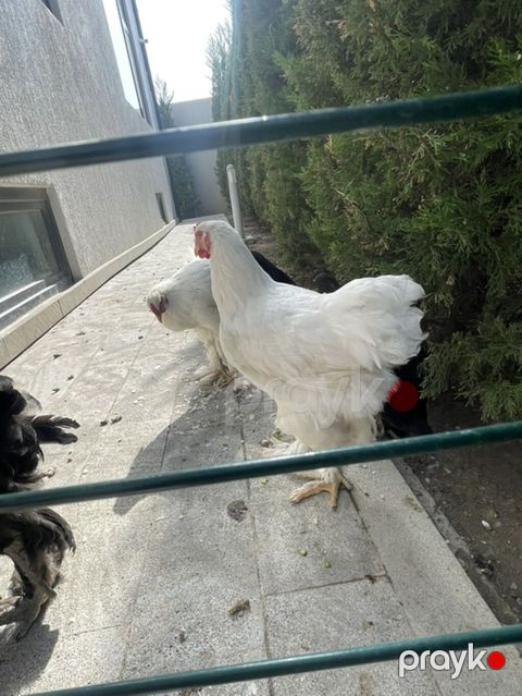 Brahma xoruzu - Ağ rəngli, iri gövdəli Brahma cinsi — Bakı