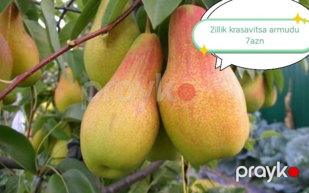 Meyvə ağacları — Bitkilər, Quba (8)