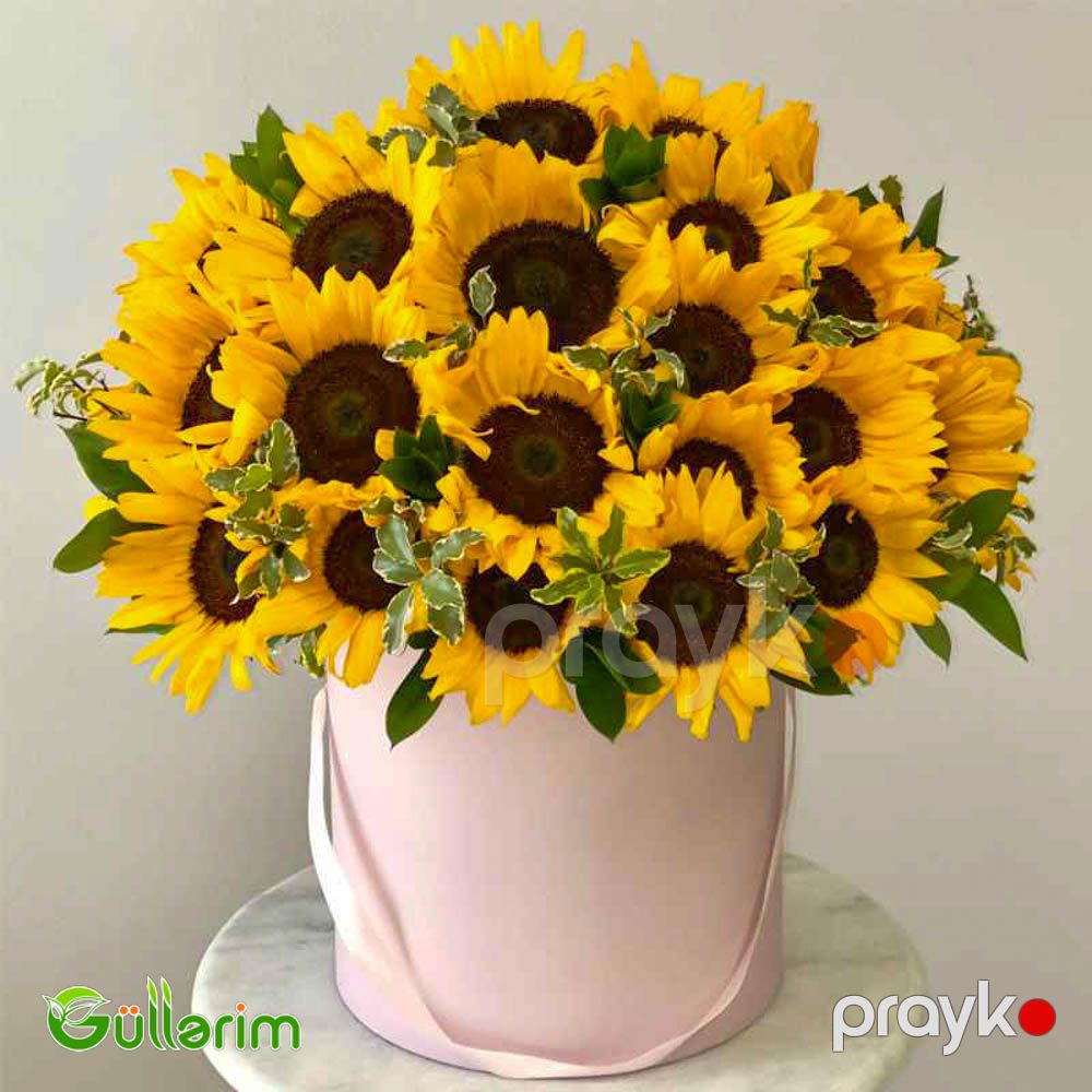 Helianthus (Bəzəkli Günəbaxan) — Bitkilər, Bakı (5)