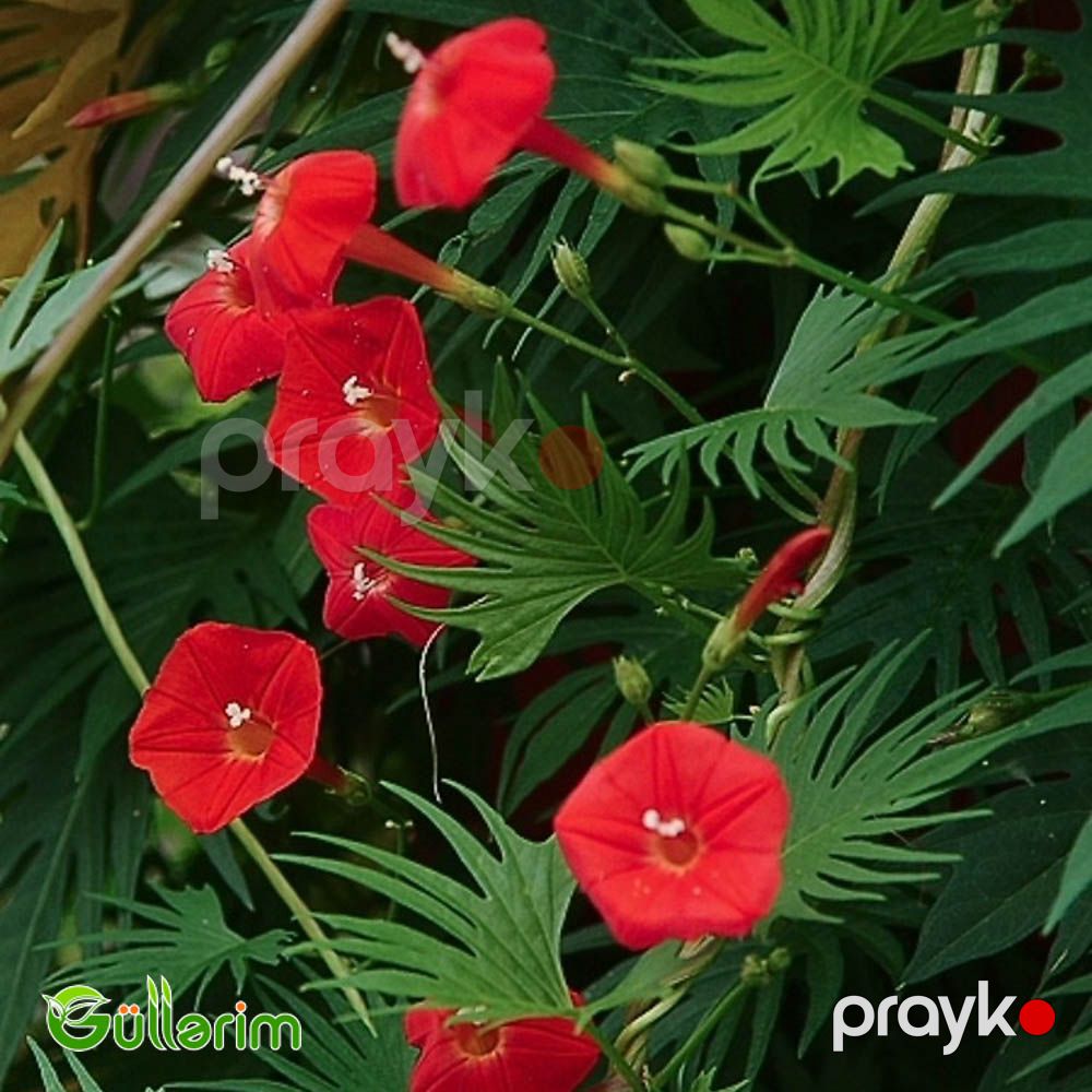 İpomeya Kvamoklit (Ipomoea quamoclit) — Bitkilər, Bakı (3)