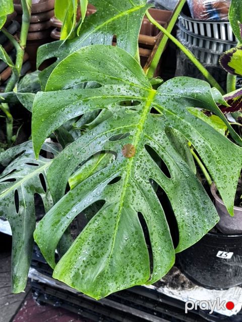 Monstera deliciosa (pendir yarpağı) otaq bitkisi - Böyük, dərin yarıq — Bakı
