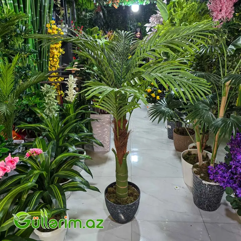 reka Palması (Areca Palm) — Bakı