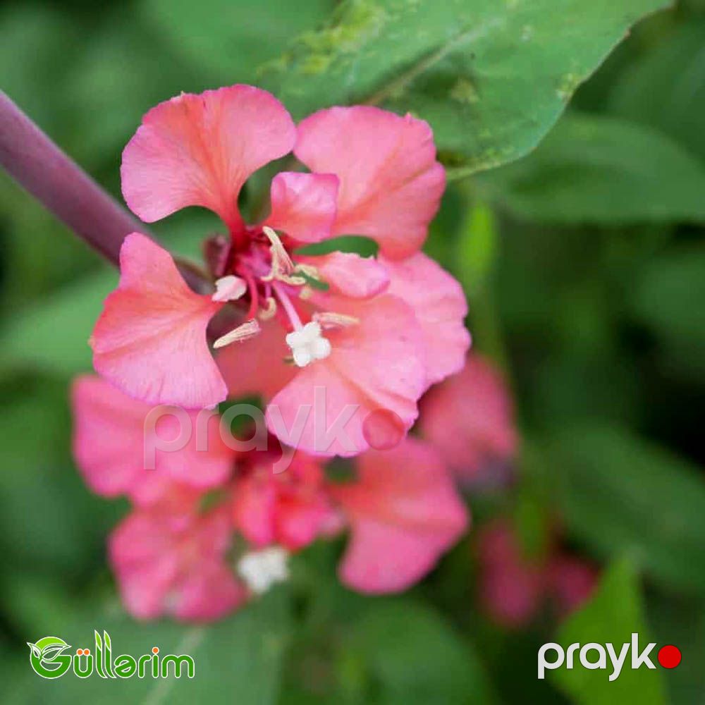 Klarkiya (Clarkia unguiculata) — Bitkilər, Bakı (3)