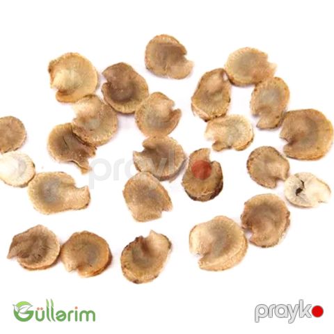 Malva (Alcea)