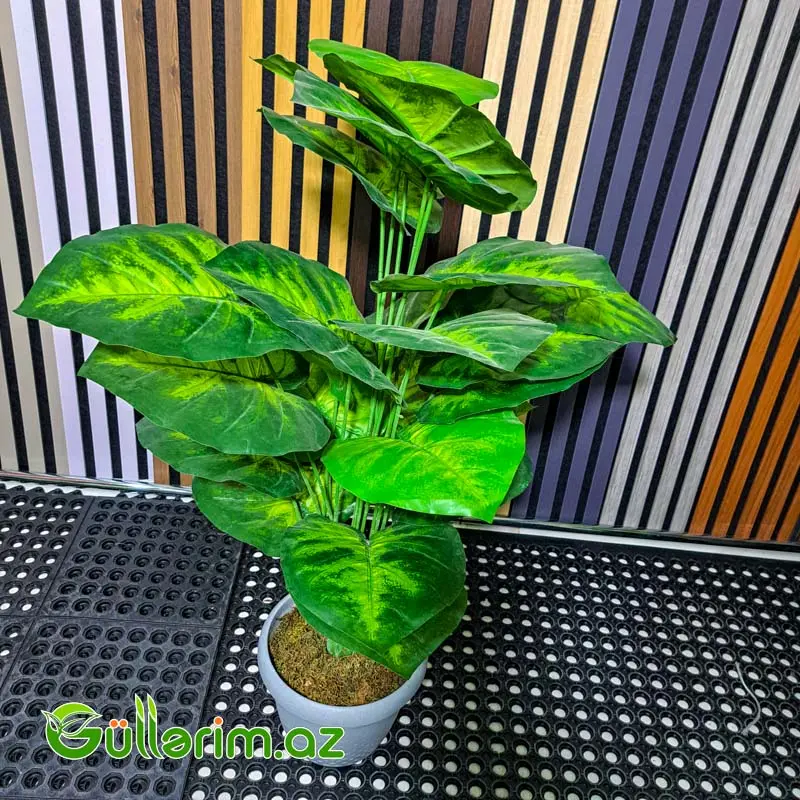 Süni Dieffenbachia (Diffenbaxiya) — Dekor və interyeri, Bakı (2)
