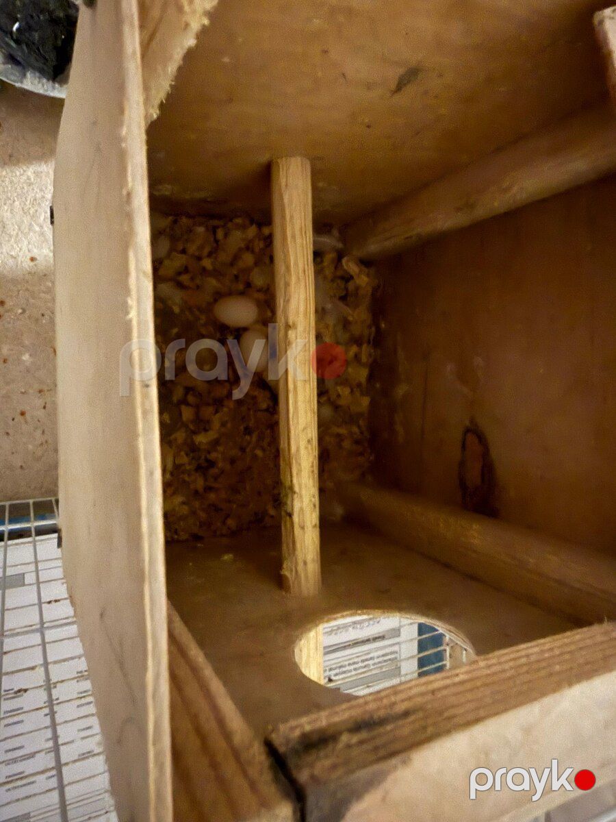 Tutuquşular — Quşlar, Bakı (8)