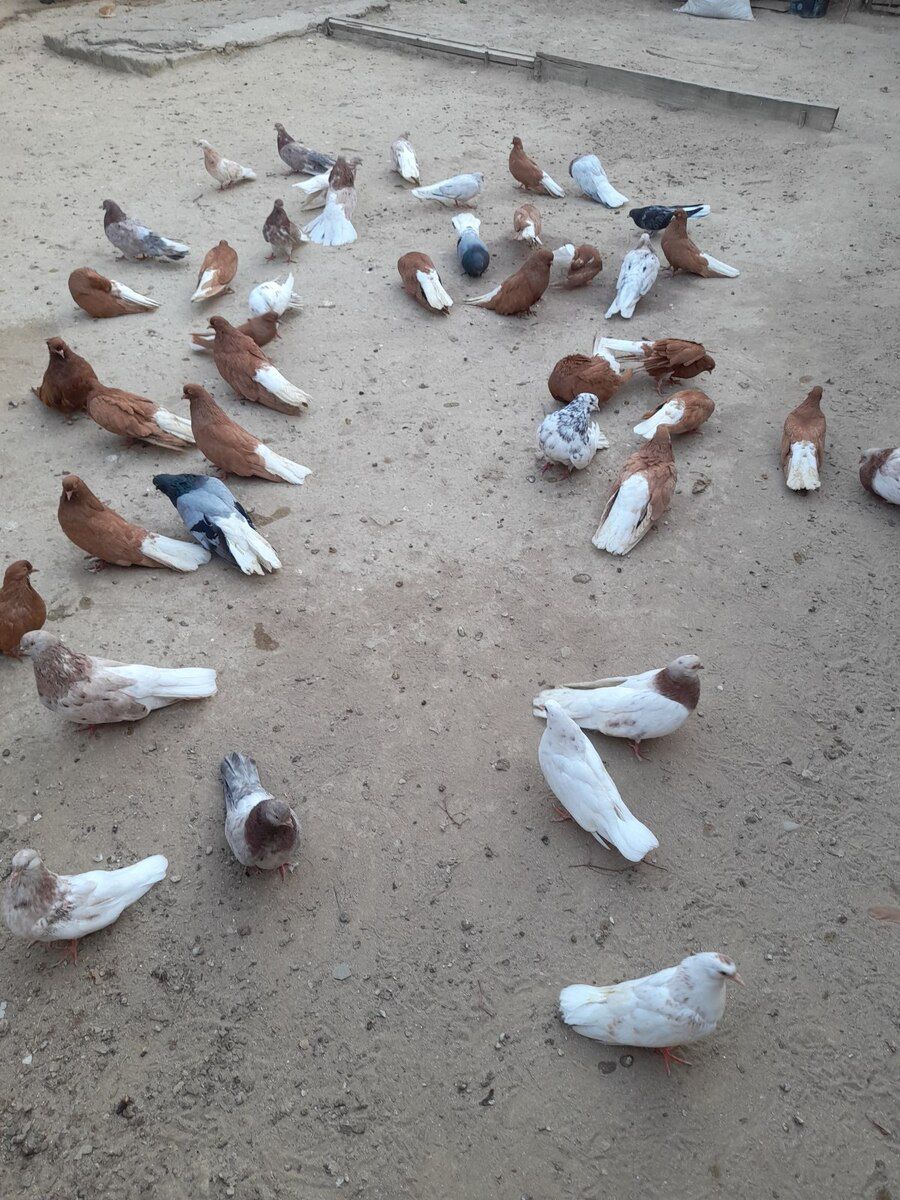 Göyərçinlər — Quşlar, Bakı (10)