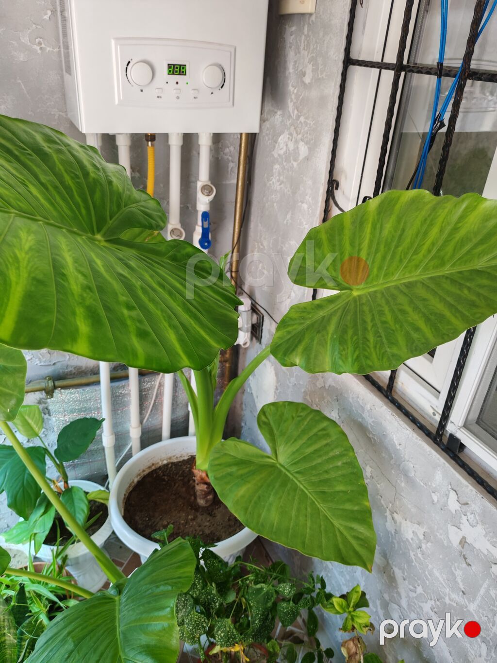 Böyük yarpaqlı otaq bitkisi – Alokaziya (Elephant Ear) saksıda, yeke — Qapı bitkələri, Digah