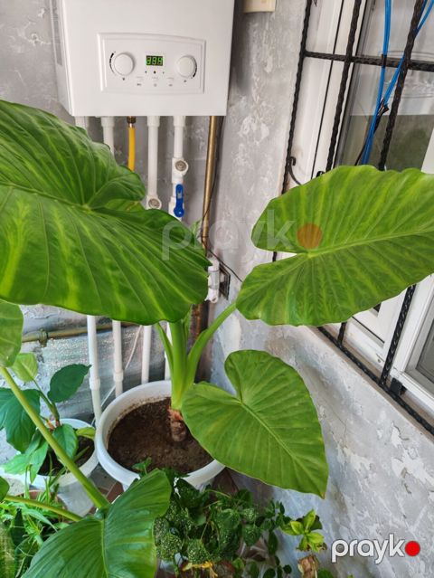 Böyük yarpaqlı otaq bitkisi – Alokaziya (Elephant Ear) saksıda, yeke — Digah
