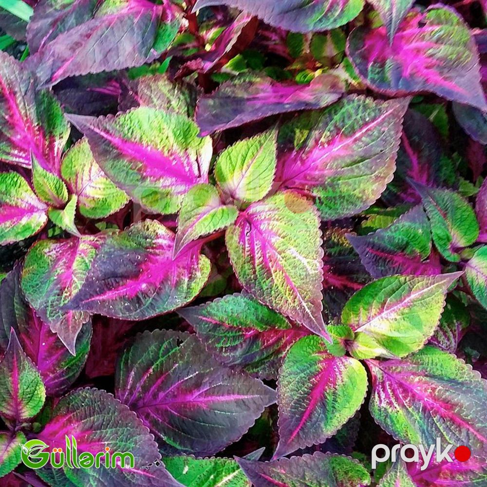 Kolеus (Coleus) — Bitkilər, Bakı (3)