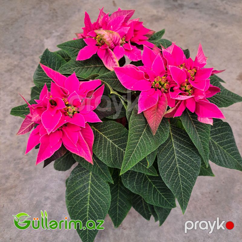 Poinsettia (Atatürk çiçəyi) — Bitkilər, Bakı (8)