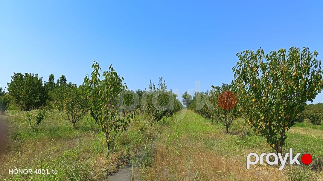 100 sot torpaq sahəsi, Xaçmaz r — Torpaq, Xaçmaz (4)