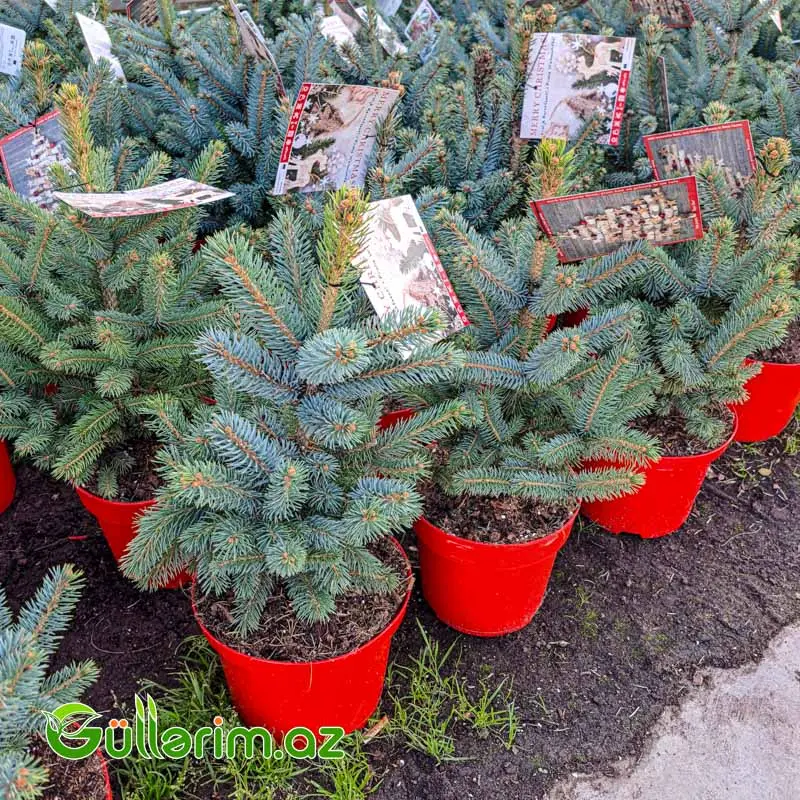 Mavi Ladin (Picea pungens 'Glauca') — Bitkilər, Bakı (2)