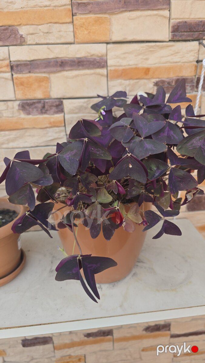 Kəpənək gülü oxalis) — Bitkilər, Bakı (2)