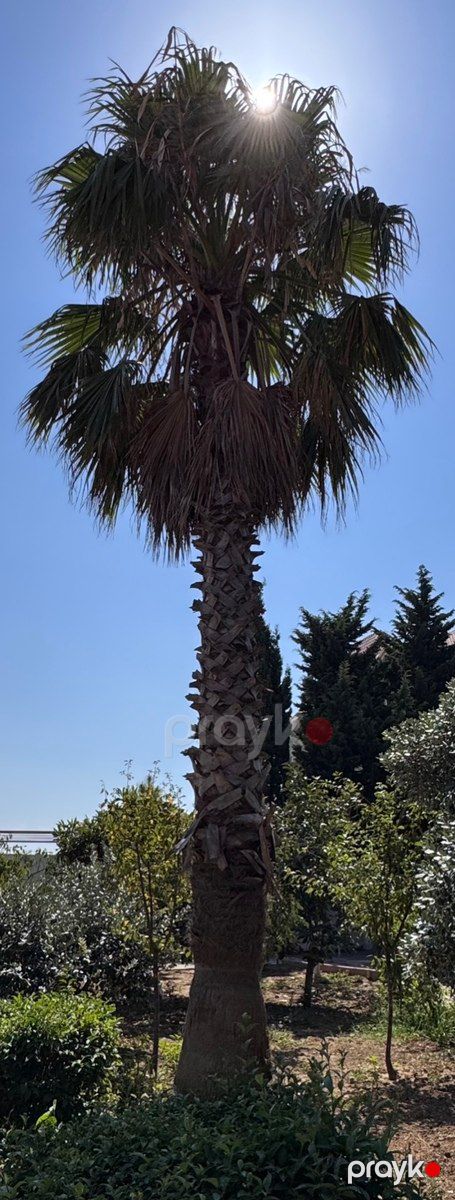 Palma ağacı — Bitkilər, Bakı (2)