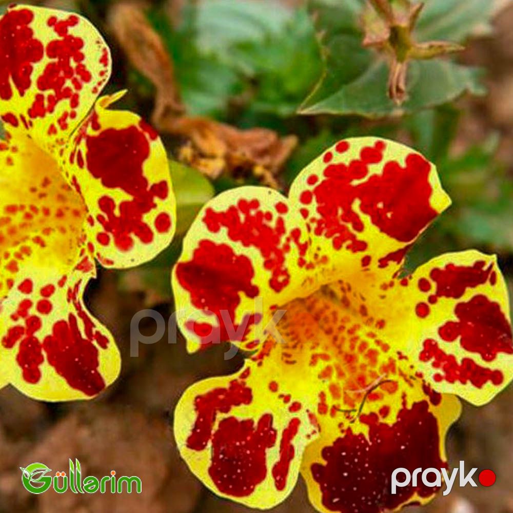 Mimulüs - Mimulus — Bitkilər, Bakı (3)