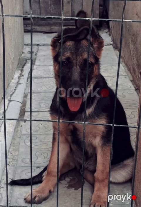Alman çoban iti, 3 ay, Dişi, Peyvəndli, Ünvandan götürmə — Novxanı
