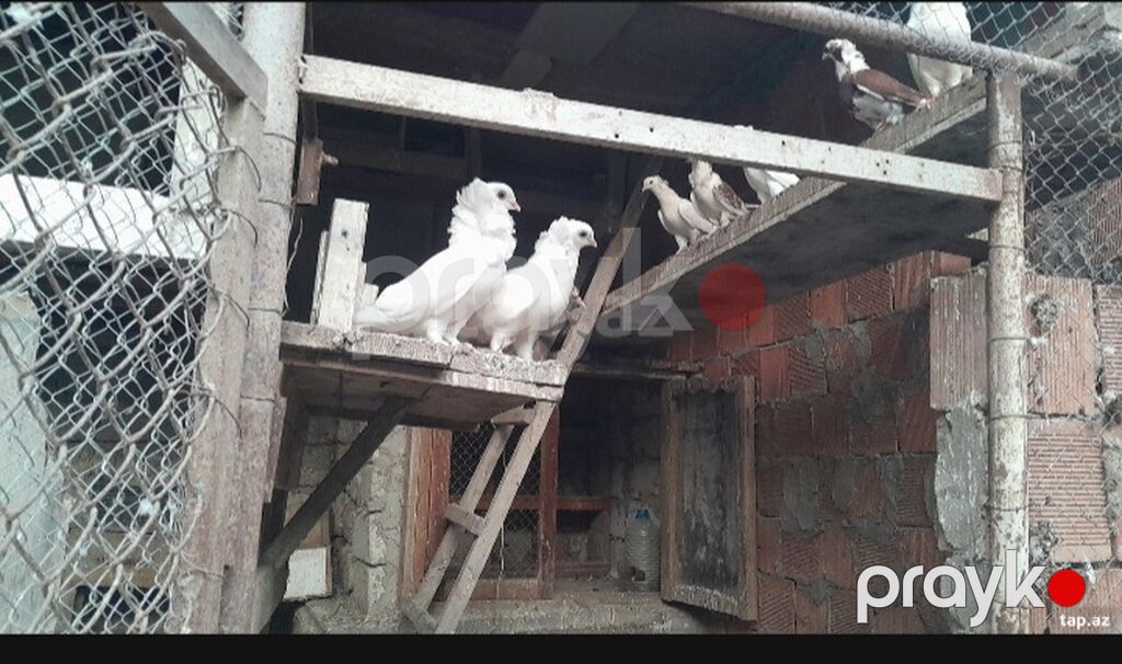 20ədədi cəm șəkildə satilir. 1i 5azndır — Göyərçin, Bakı (2)