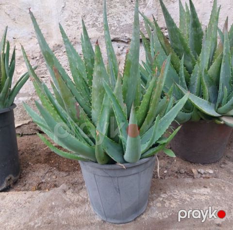 Aloe vera (sukkulent) – dibçək bitkisi - Növ: Aloe vera (Aloe — Bakı