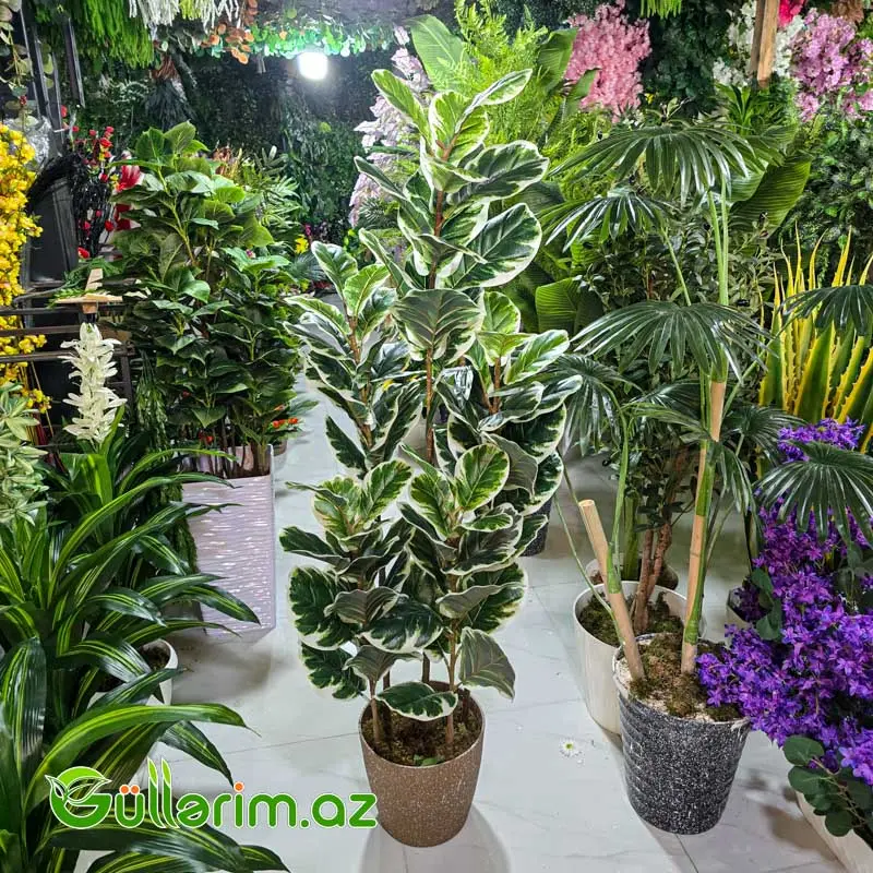 Fikus Kauçuk (Ficus Elastica Variegata) — Bakı