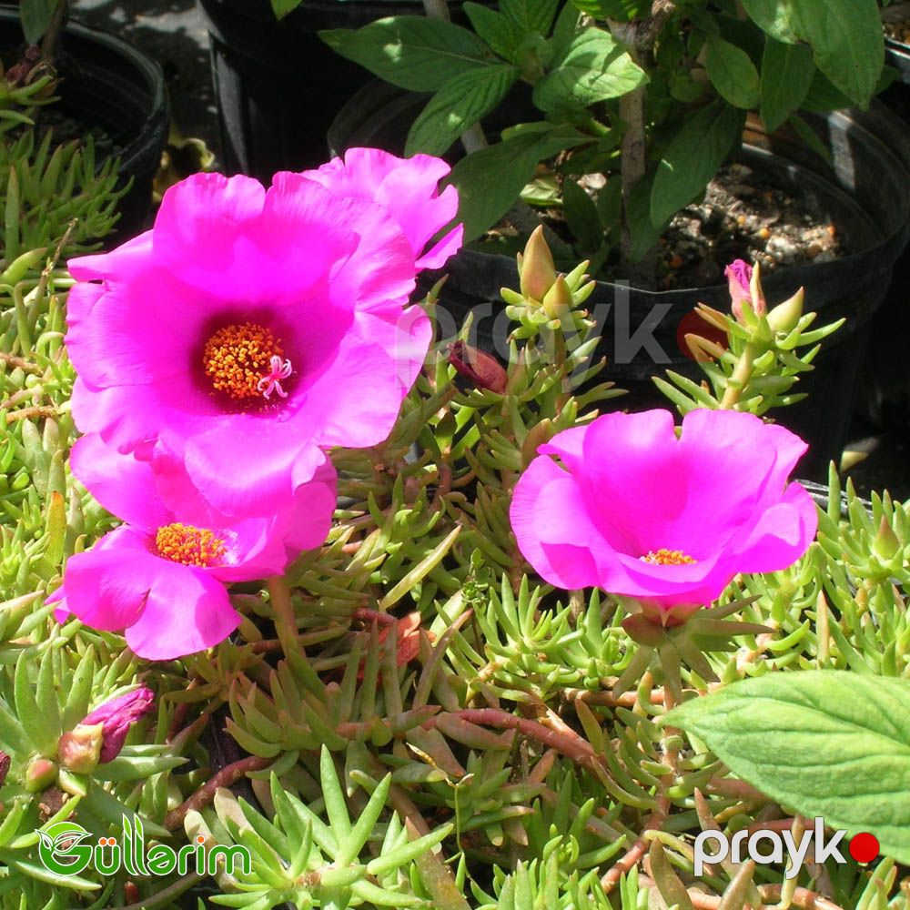 Portulak (Portulaca grandiflora) — Bitkilər, Bakı (2)