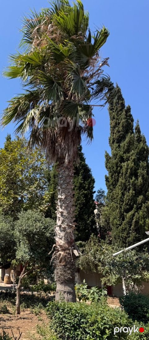 Palma ağacı — Bakı