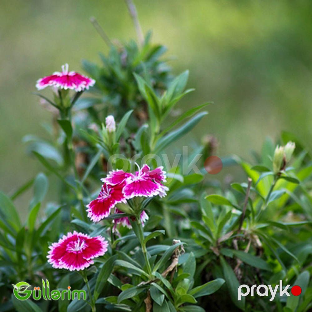 Çin Qərənfili (Dianthus chinensis) — Bitkilər, Bakı (5)