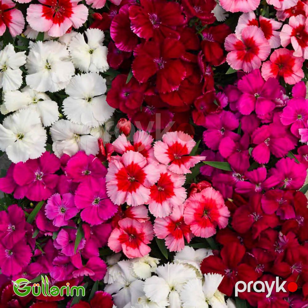 Çin Qərənfili (Dianthus chinensis) — Bitkilər, Bakı (4)