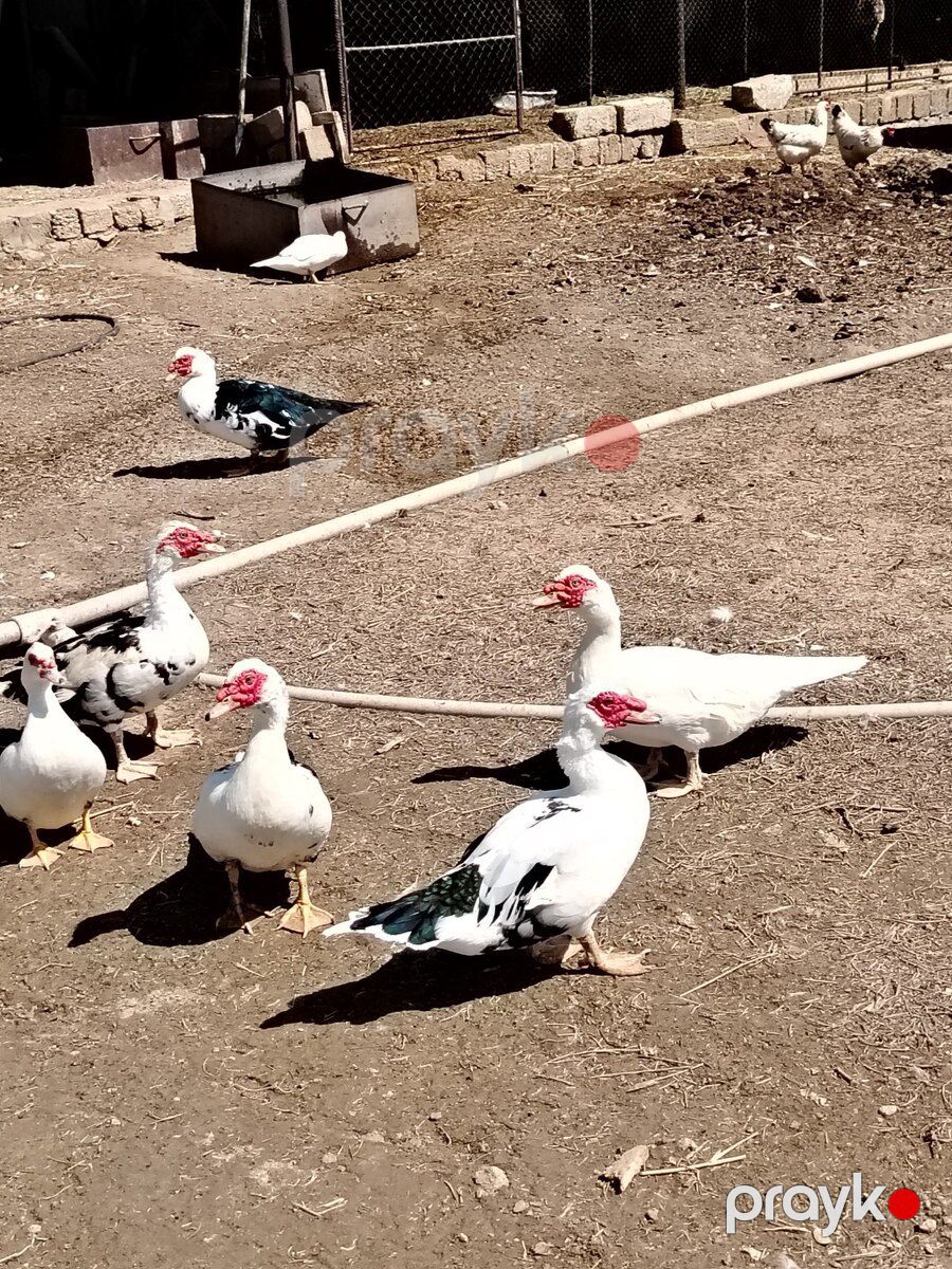 Lal ördək — Quşlar, Bakı (7)