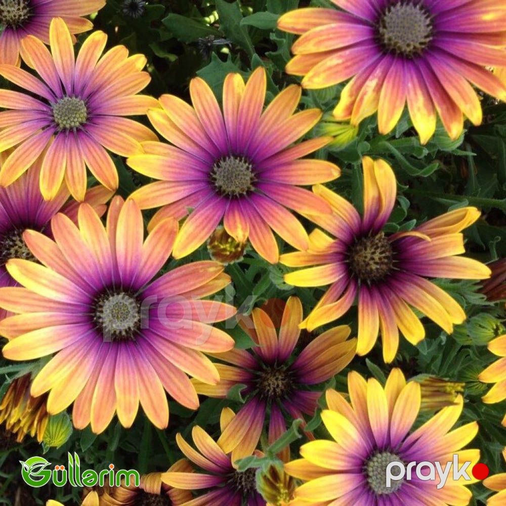 Osteospermum (Afrika papatyası) — Bitkilər, Bakı (2)