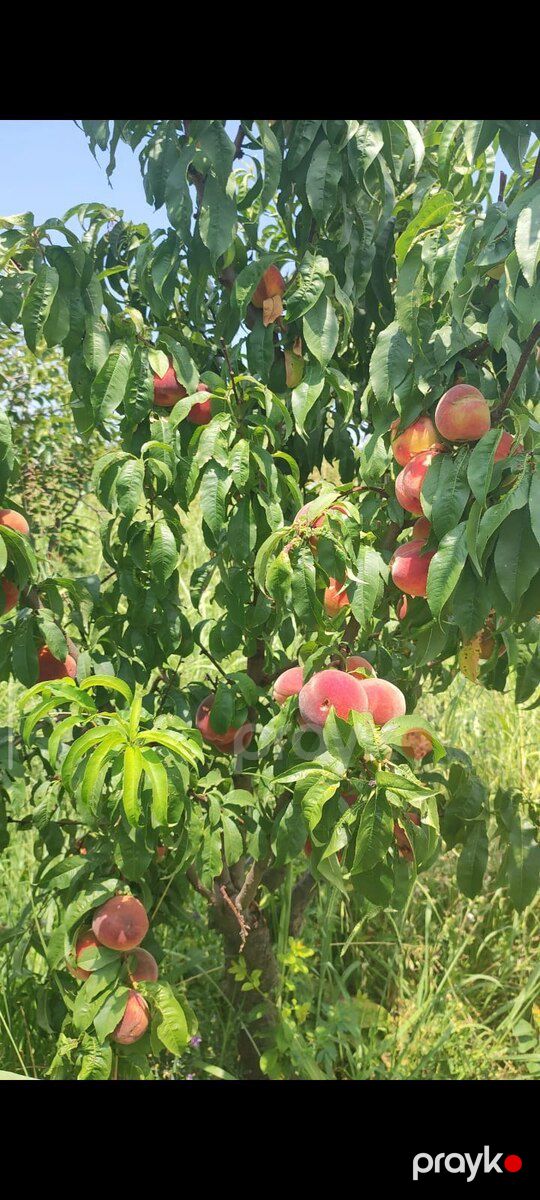 243 sot torpaq sahəsi, Mingəçevir ş — Torpaq, Mingəçevir (4)