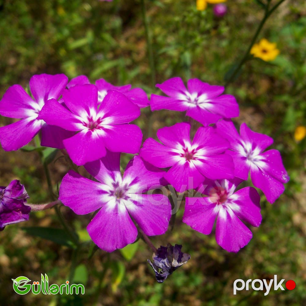 Floks Drummond (Phlox drummondii) — Bitkilər, Bakı (3)