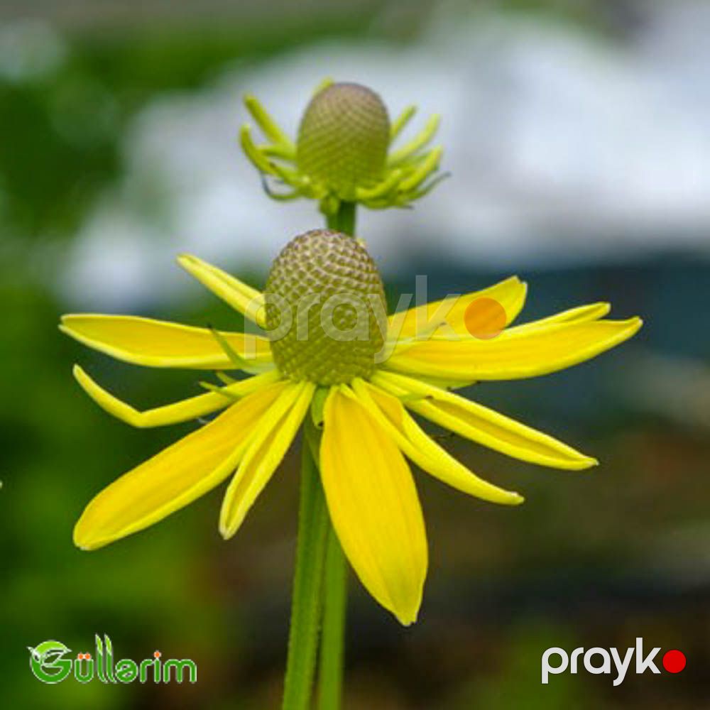 Ratibida (Ratibida pinnata) — Bitkilər, Bakı (2)