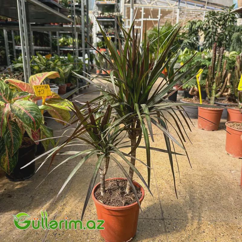 Dracaena Marginata (Drasena Marqinata) — Bitkilər, Bakı