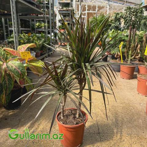 Dracaena Marginata (Drasena Marqinata) — Plants