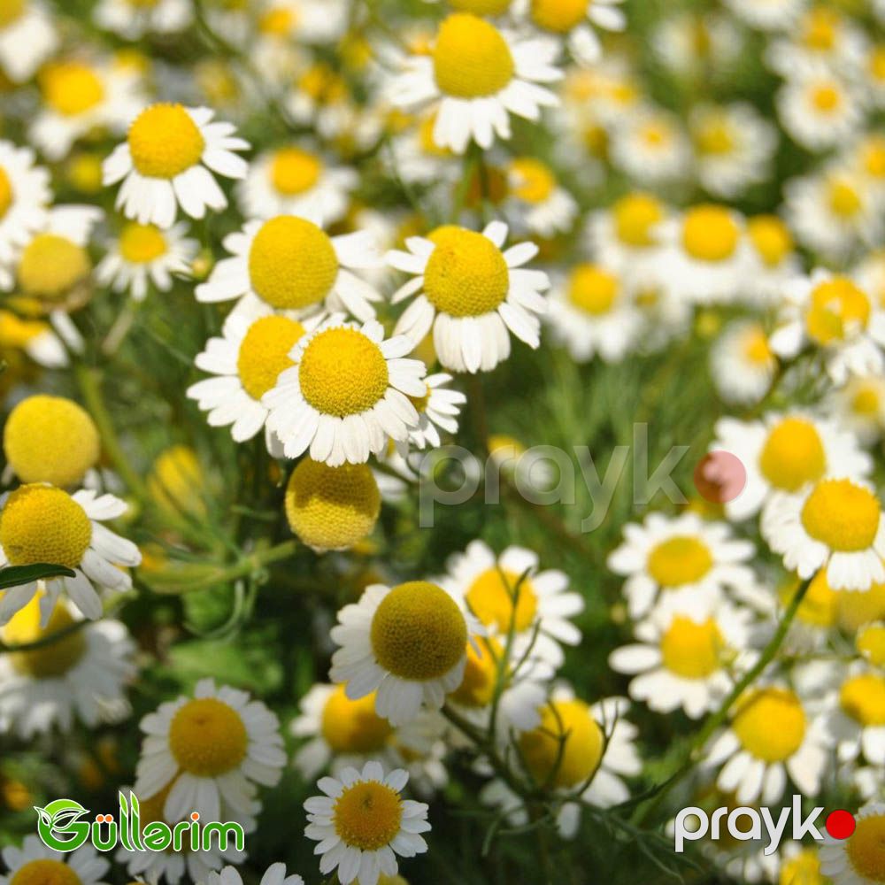 Çobanyastığı (Matricaria) — Bitkilər, Bakı (5)