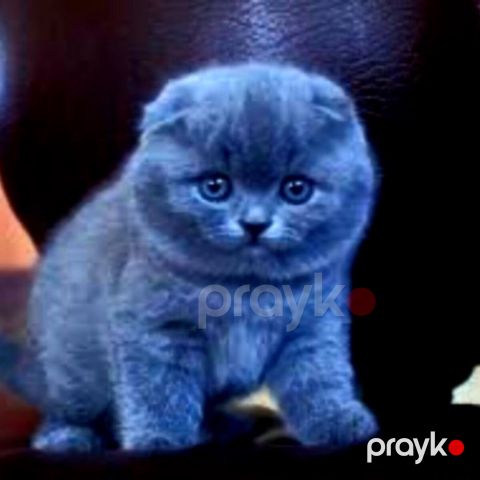 Шотландские котята — Bakı