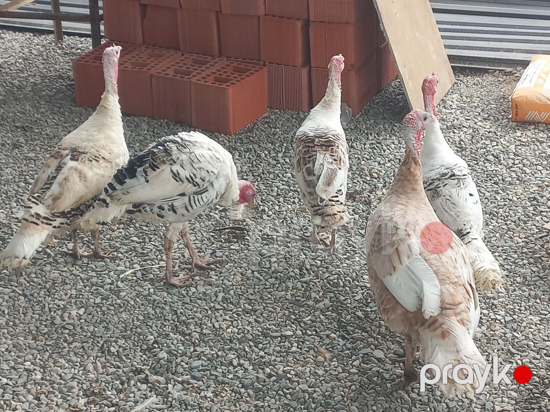 Hinduşkalar — Quşlar, Sumqayıt (6)