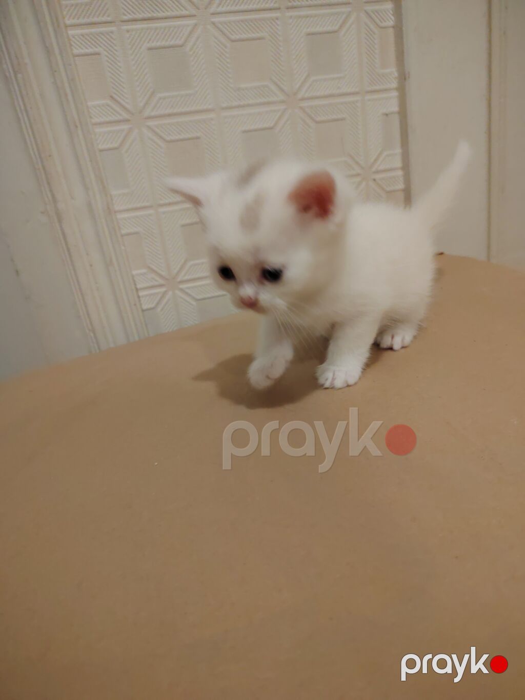 Erkək, Yaxşı əllərə — Pişiklər, Gəncə (2)