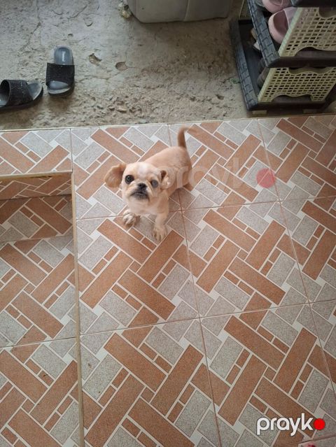 Pekines, 6 ay, Dişi, Peyvəndli, Ödənişli çatdırılma — Gəncə