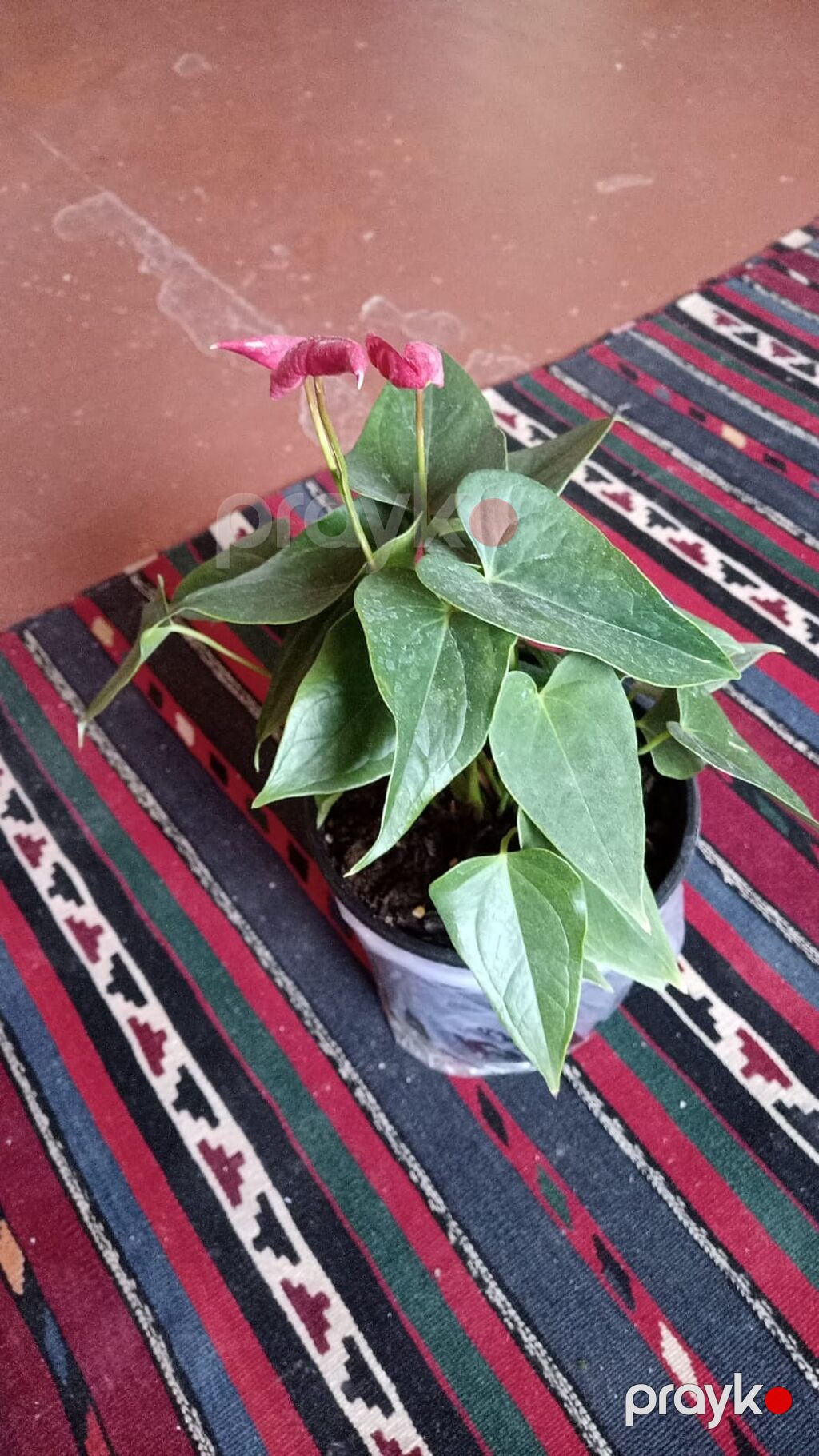 Anthurium (qırmızı çiçəkli) otaq bitkisi - Növ: Anthurium andreanum — Qapı bitkələri, Bakı (2)