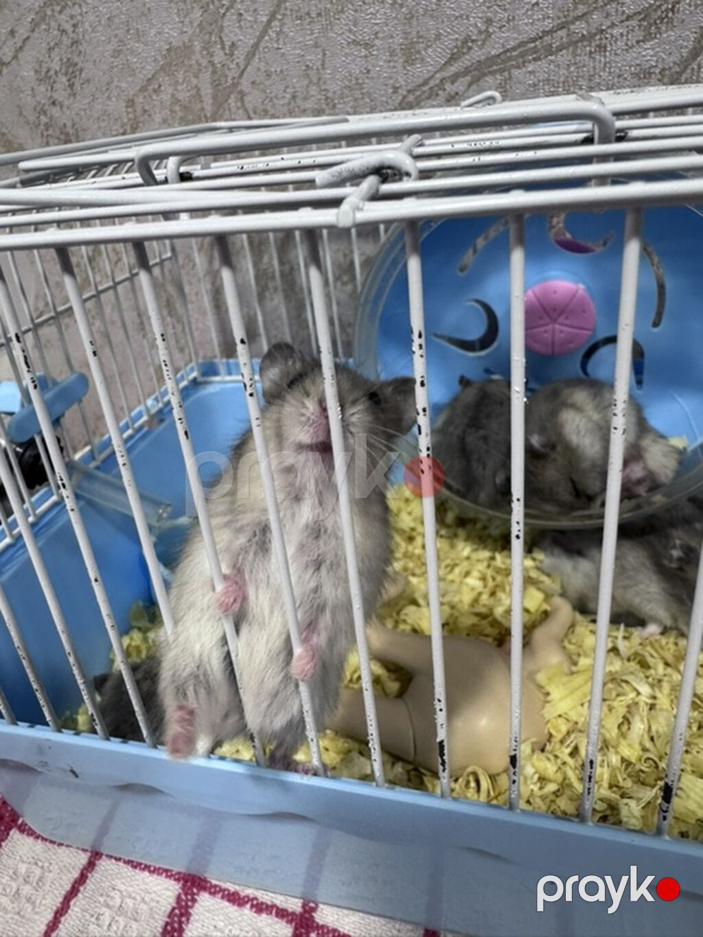Hamster və qəfəs seti - Növ: xırda dekorativ hamsterlər (bir neçə — Qəfəslər, Mehdiabad (2)