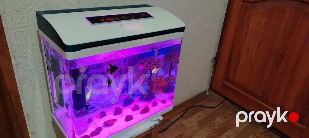 Ağıllı LED işıqlı akvarium seti - Müasir dizaynlı qapaq və toxunma — Akvariumlar və balıqlar, Sumqayıt (2)