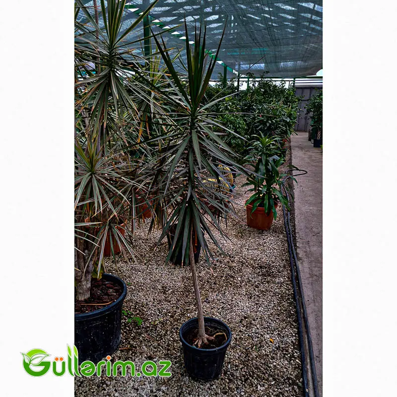 Dracaena Marginata (Drasena Marqinata) — Bitkilər, Bakı (2)
