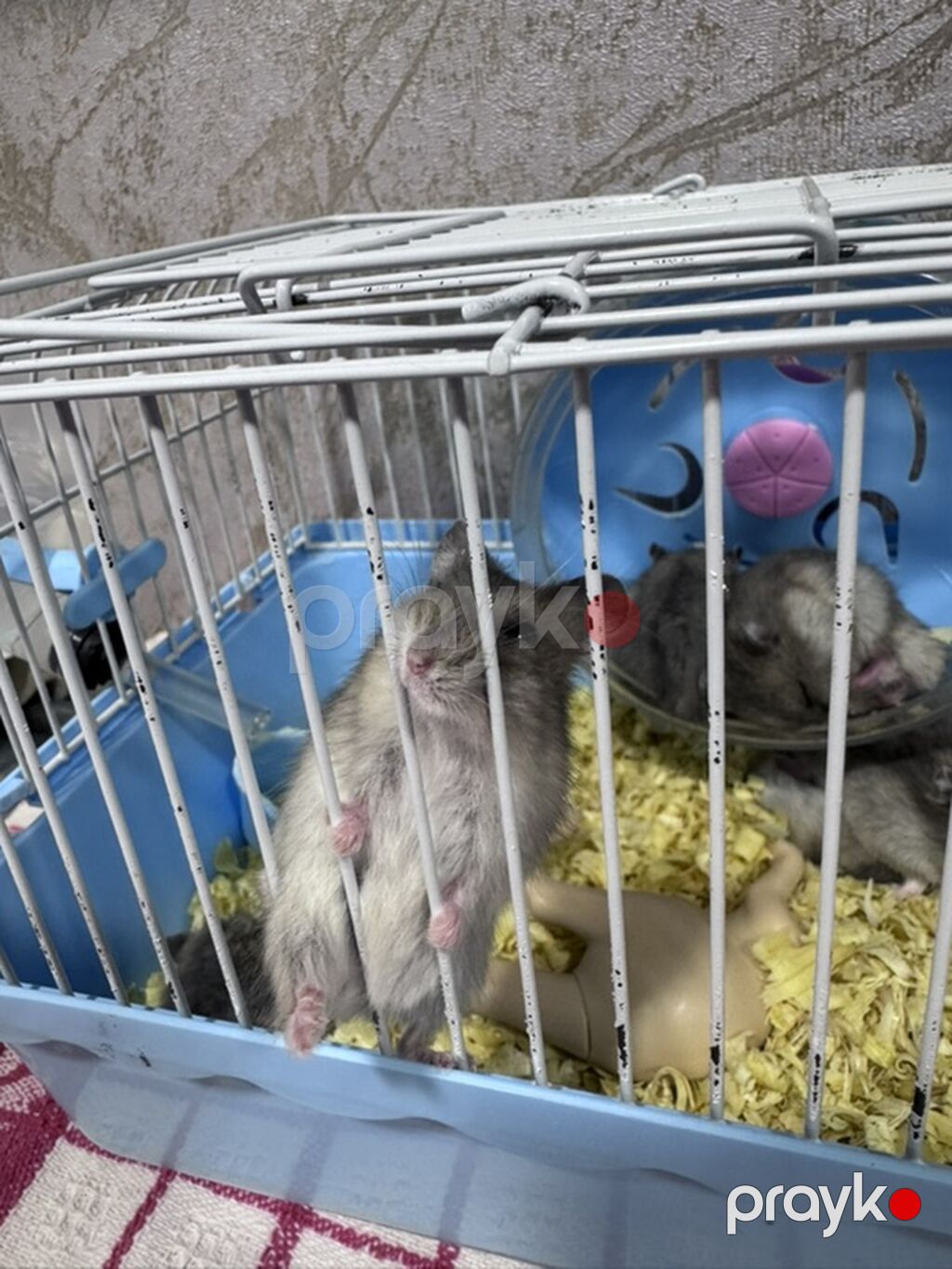 Hamster və qəfəs seti - Növ: xırda dekorativ hamsterlər (bir neçə — Qəfəslər, Mehdiabad (4)