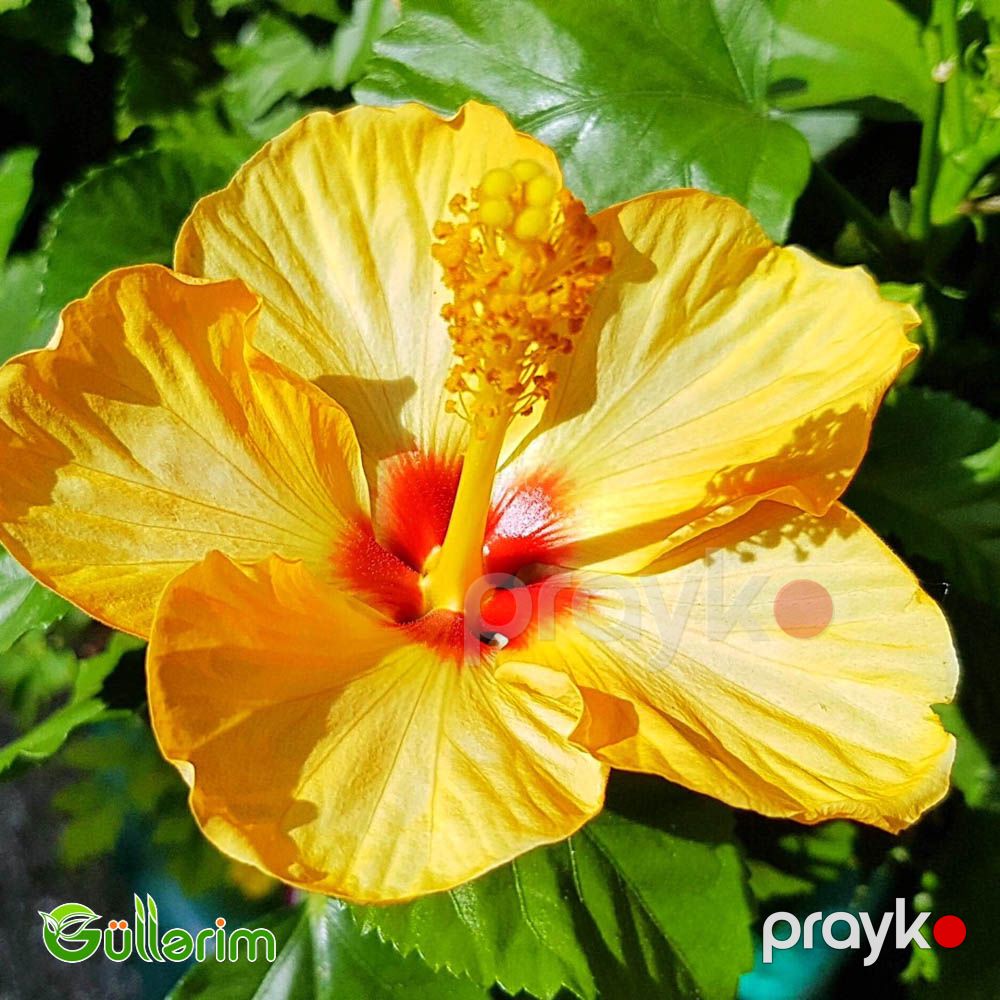 Hibiskus (Hibiscus rosa-sinensis) — Bitkilər, Bakı (4)
