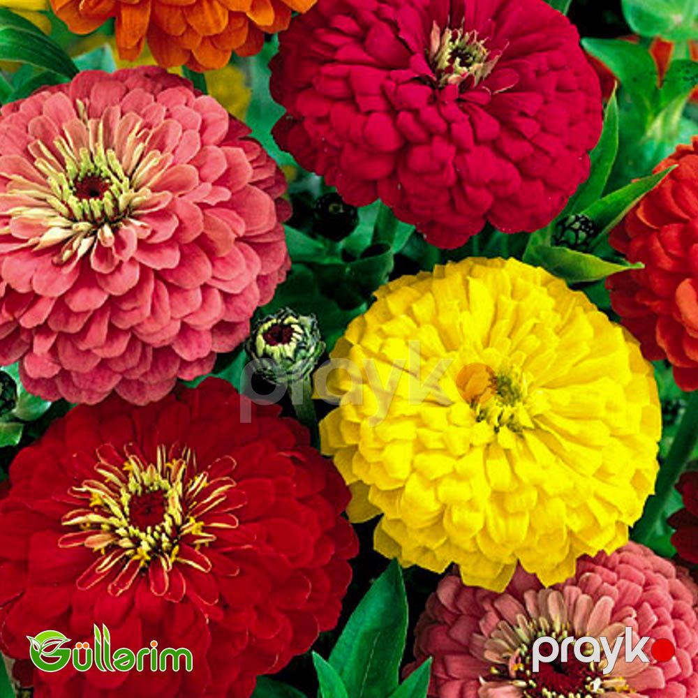 Zinnia (Zinnia elegans) — Bitkilər, Bakı (4)