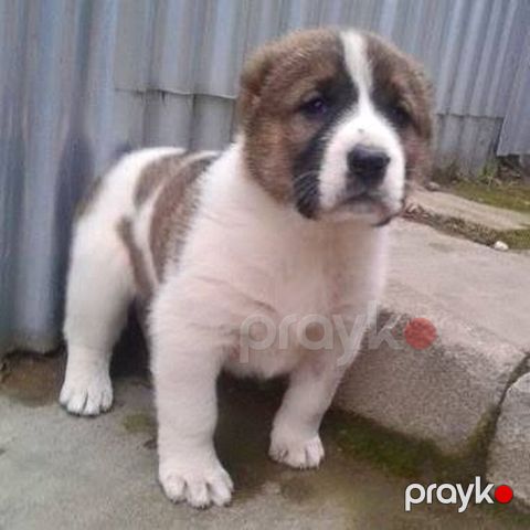 Volkodov kucukleri 3. Ededdi. pul lazimdi deye ucuz qoyulub — Qobu