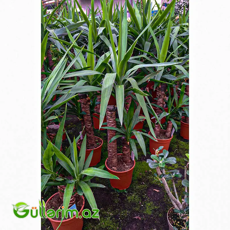 Yucca Elephantipes – Yukka — Bitkilər, Bakı (2)